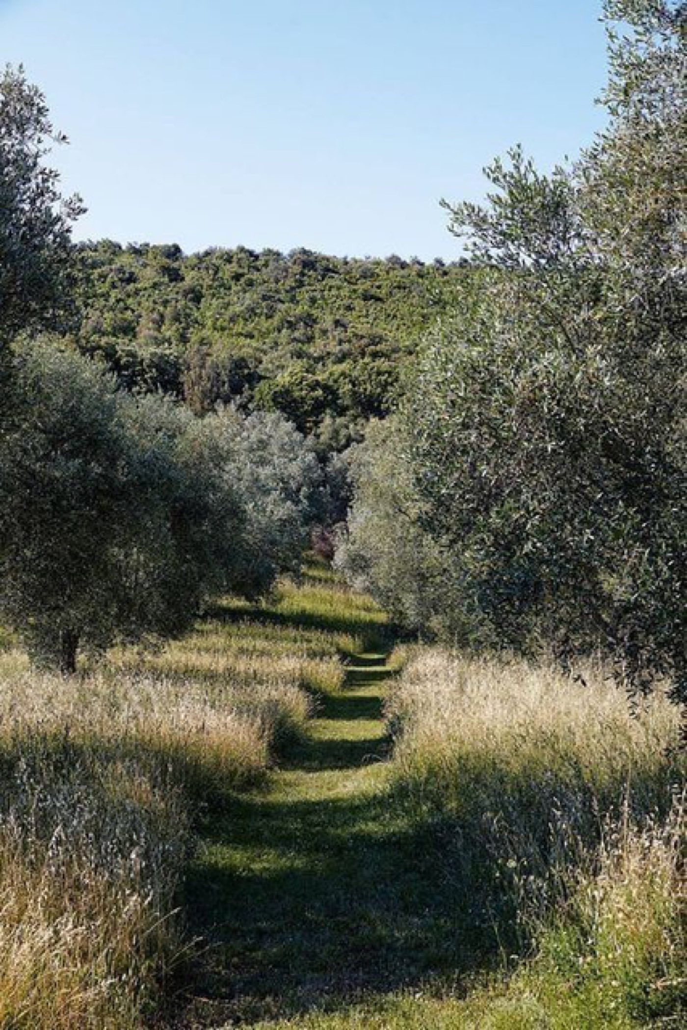 A grass path running between rows of olive trees in a sunlit grove